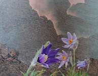 steinüberblüht &nbsp;&nbsp;Acryllasuren auf Leinwand &nbsp;&nbsp;2025&nbsp;&nbsp; 85cm x 109cm